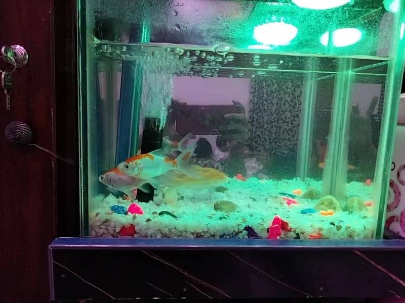 Gold fish 5