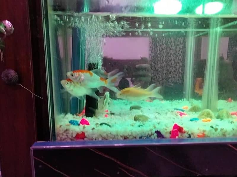 Gold fish 6