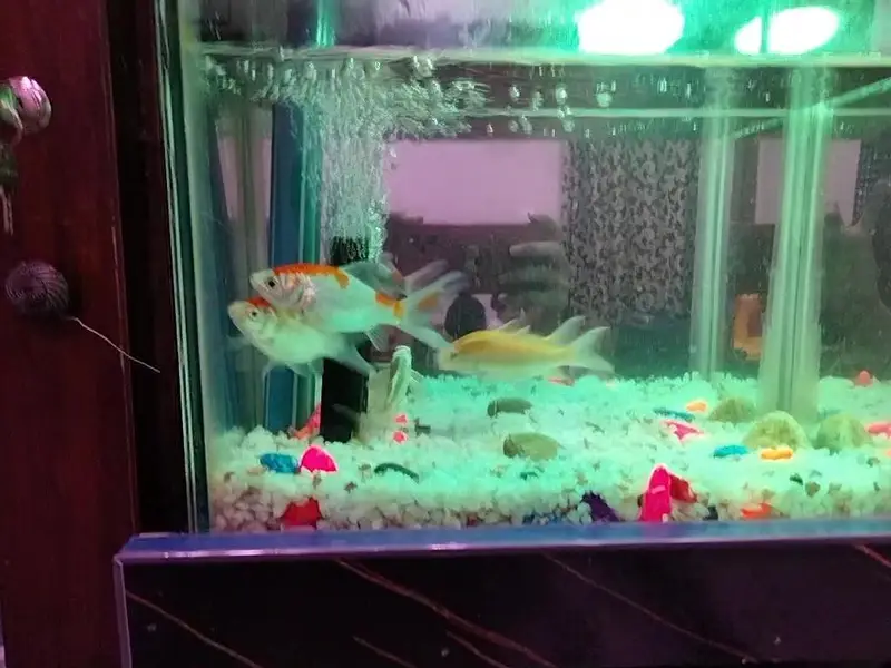 Gold fish — photo 7