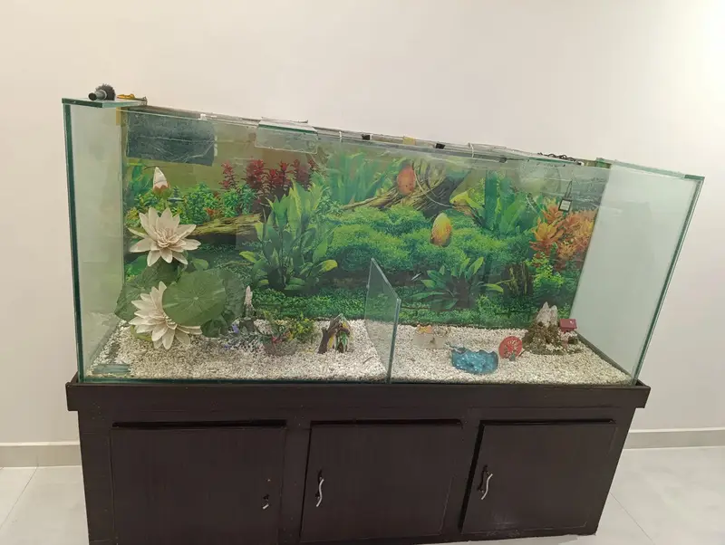 Fish Aquarium