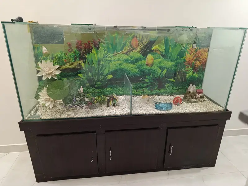 Fish Aquarium — photo 3