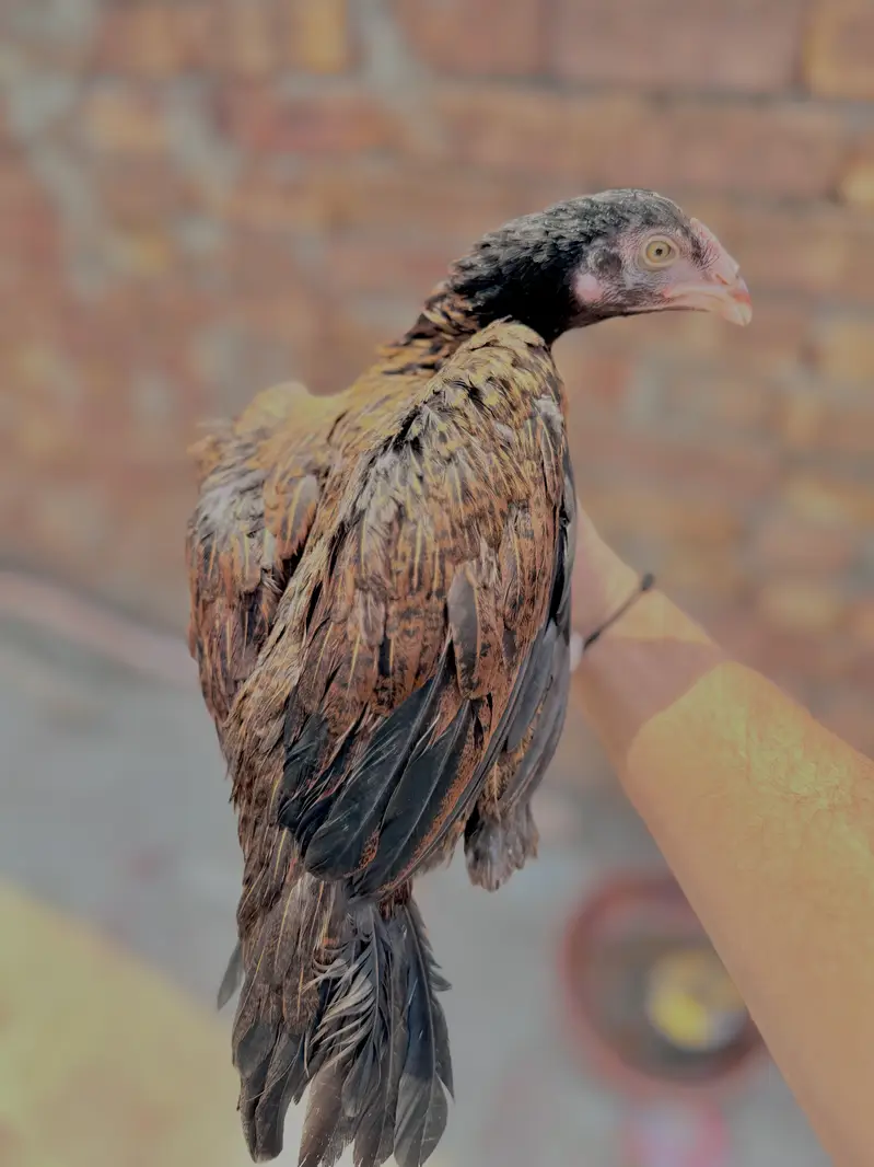 Mianwali Aseel Murge — photo 2