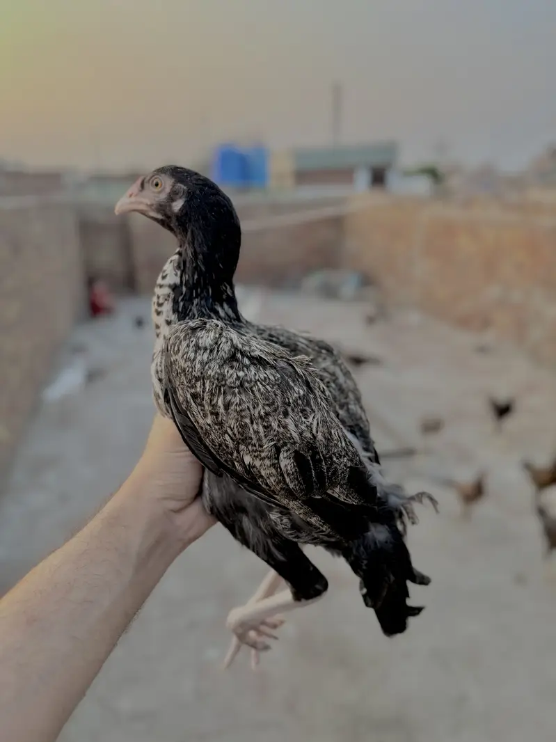 Mianwali Aseel Murge — photo 3