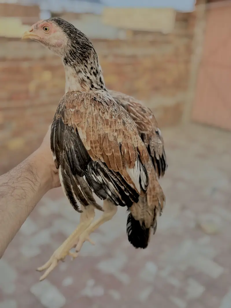 Mianwali Aseel Murge — photo 4