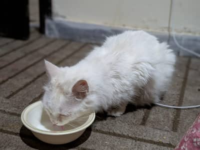 wight cat