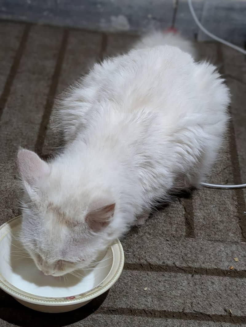 wight cat 1