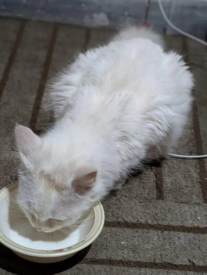 wight cat — photo 2
