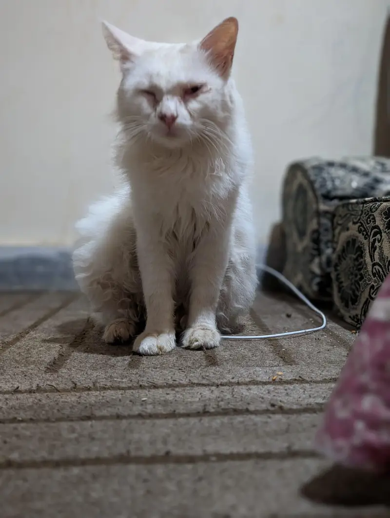 wight cat — photo 3