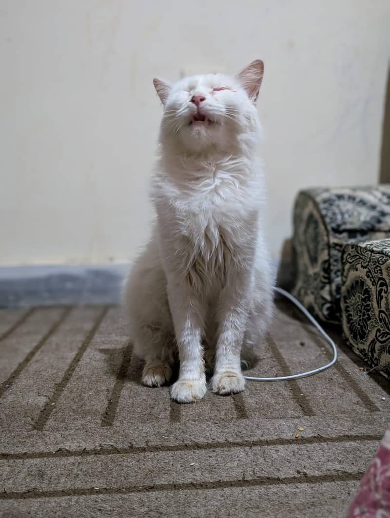 wight cat 3