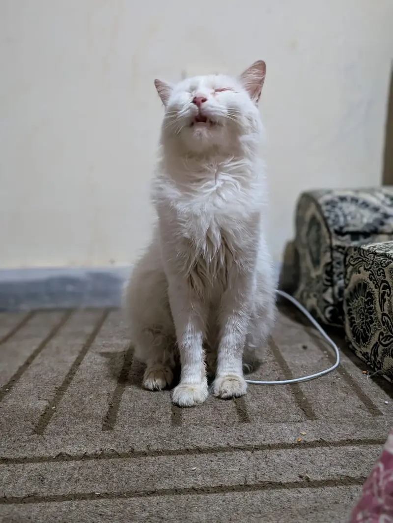 wight cat — photo 4