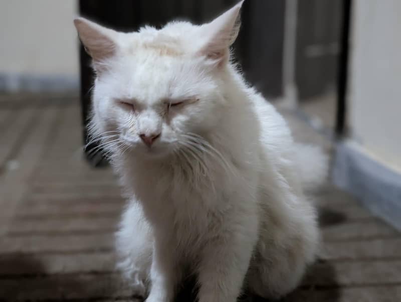 wight cat 4