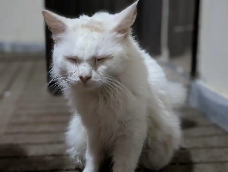 wight cat — photo 5