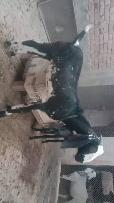 بکری کے بچے فروخت کے لیے