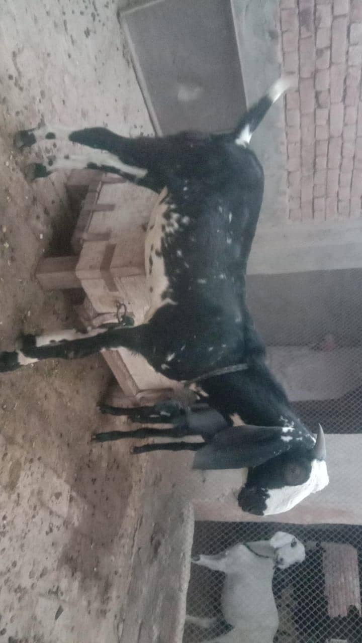 بکری کے بچے فروخت کے لیے 0