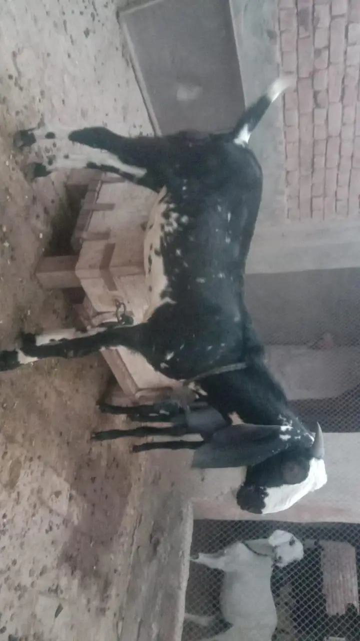 بکری کے بچے فروخت کے لیے