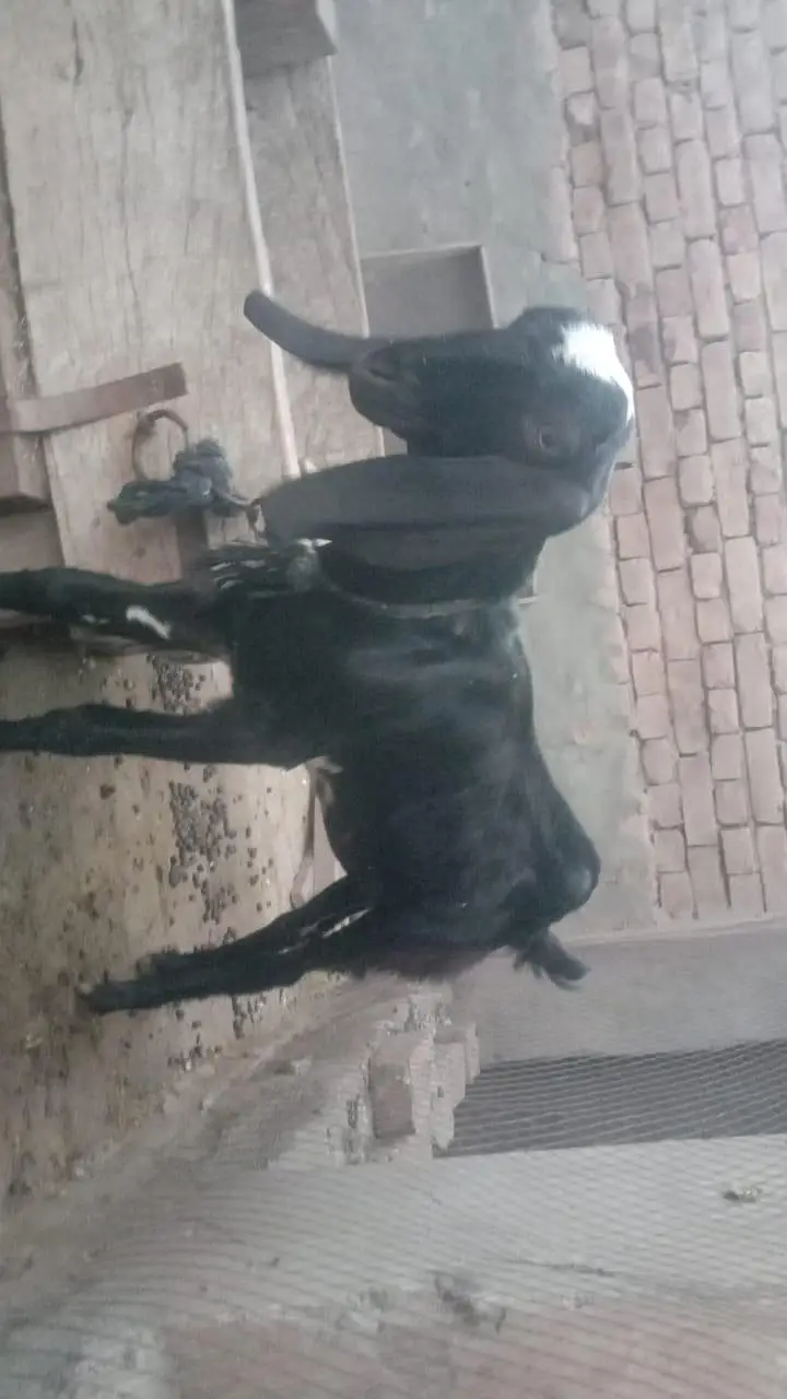 بکری کے بچے فروخت کے لیے — photo 2