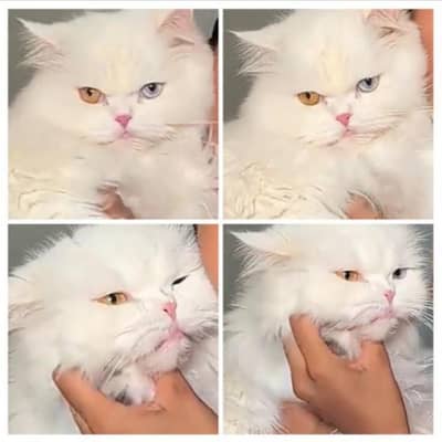 Persian cat