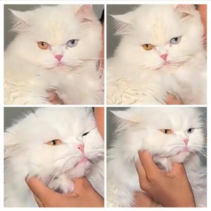 Persian cat 0