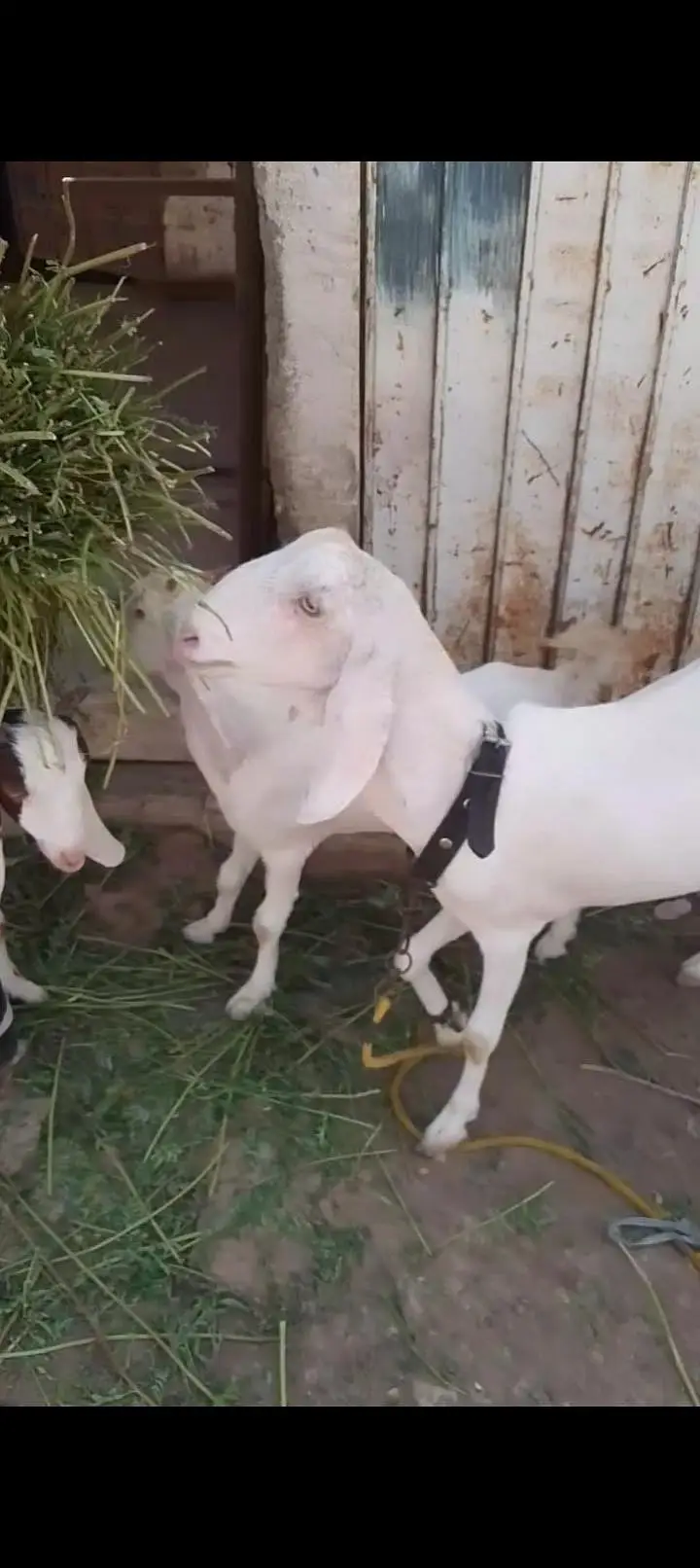 Rajan puri cross bakri 6dant