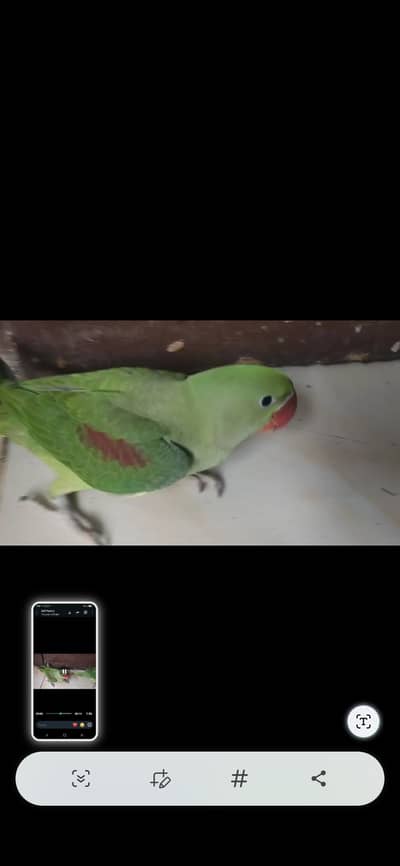 Pahari raw parrot