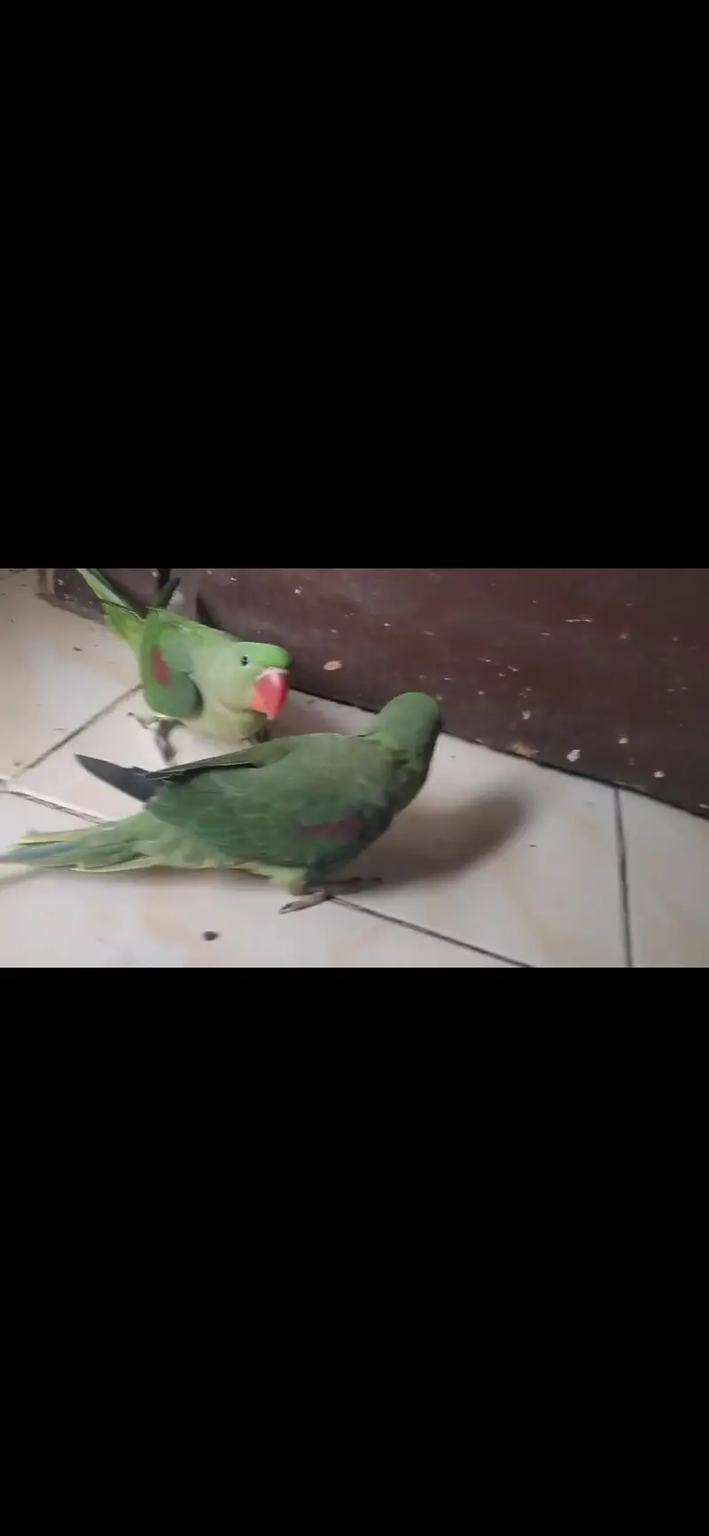 Pahari raw parrot — photo 2