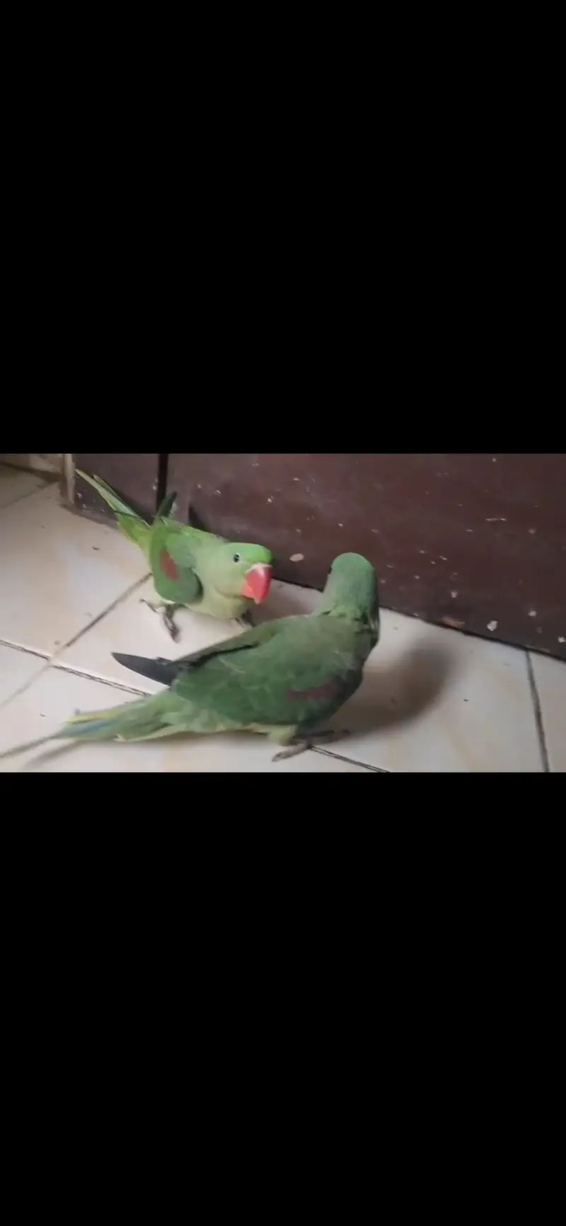 Pahari raw parrot — photo 3