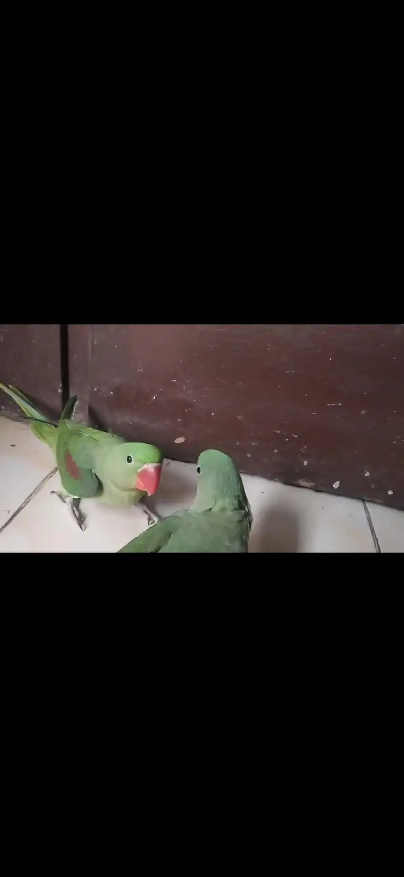 Pahari raw parrot — photo 4