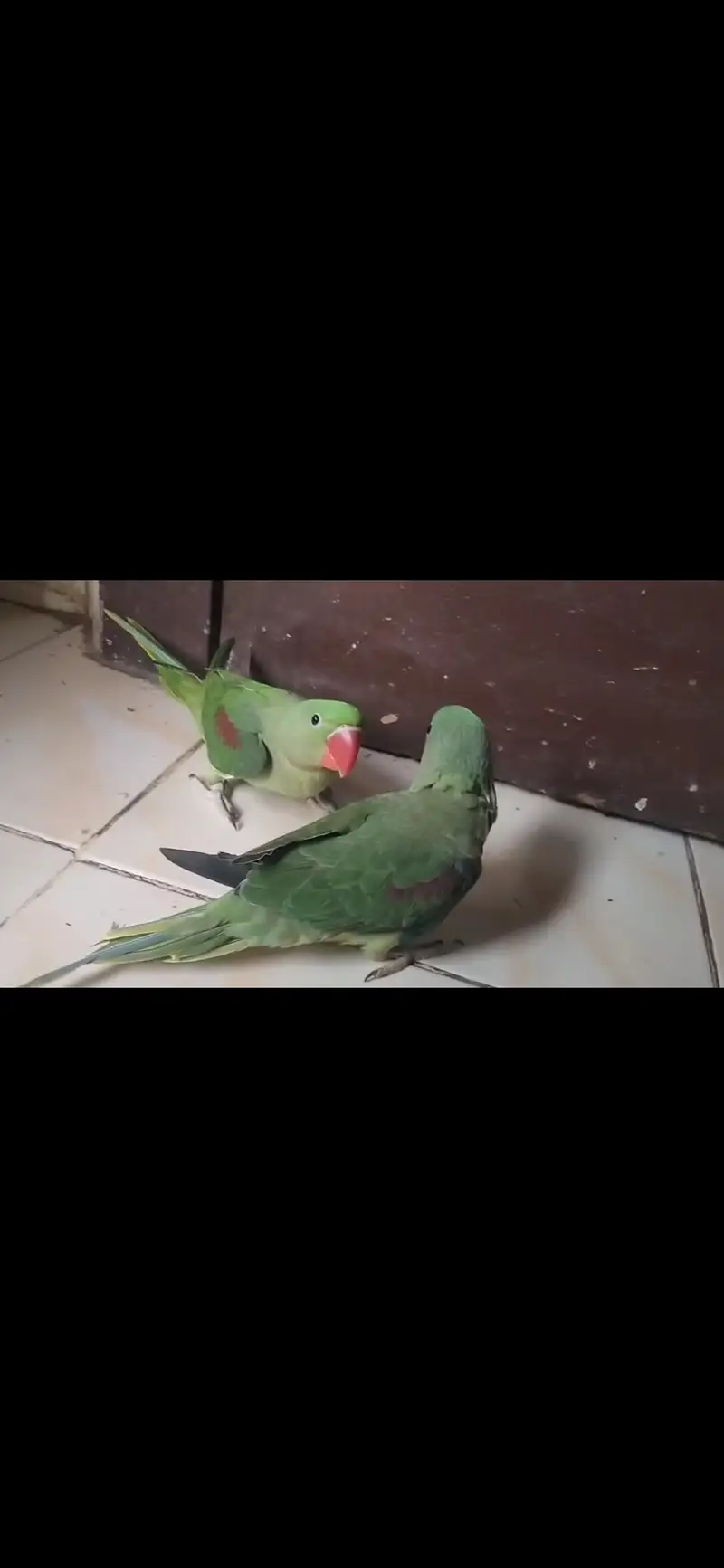 Pahari raw parrot — photo 5