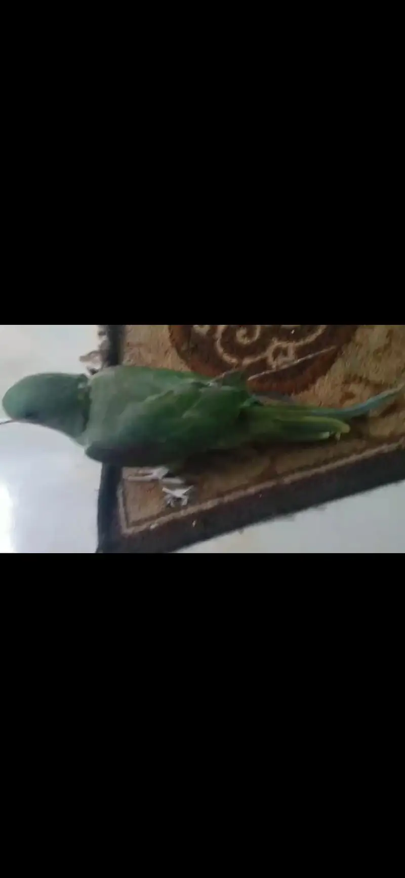 Pahari raw parrot — photo 6