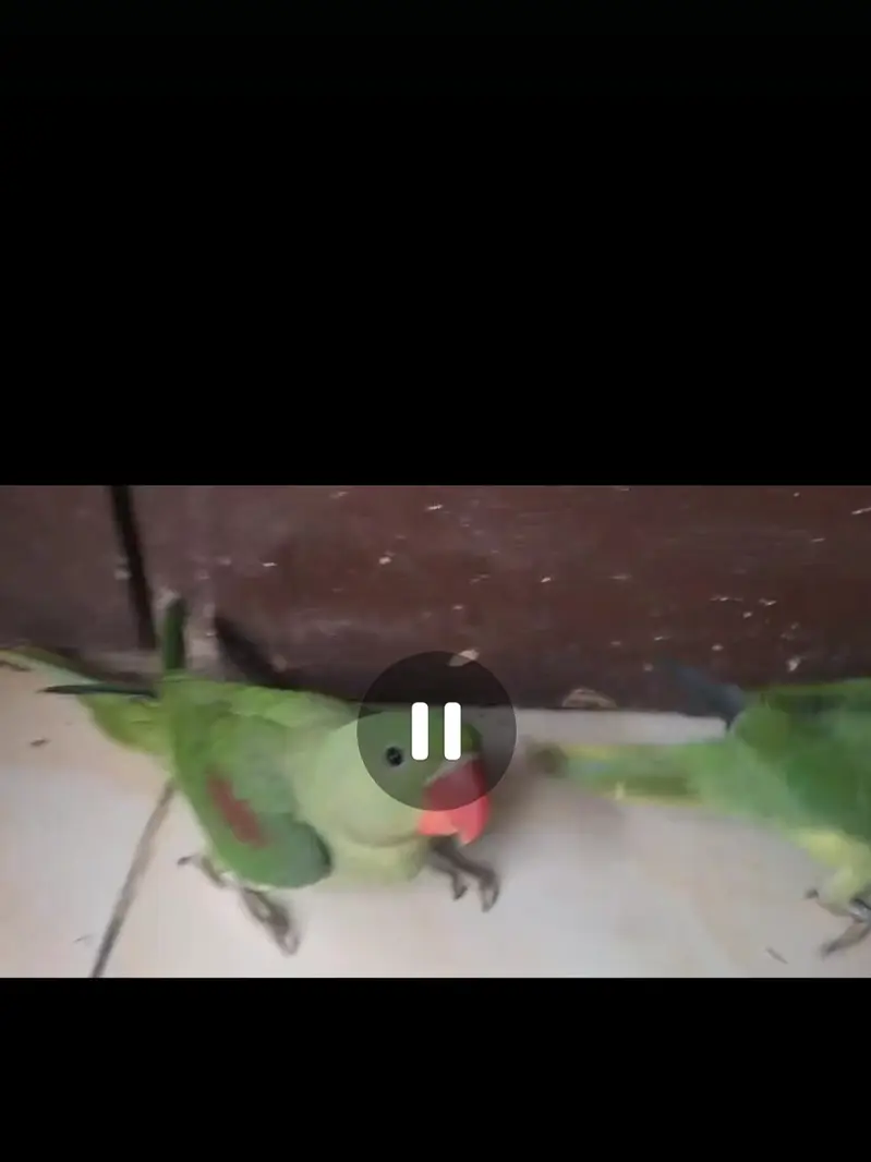 Pahari raw parrot — photo 8