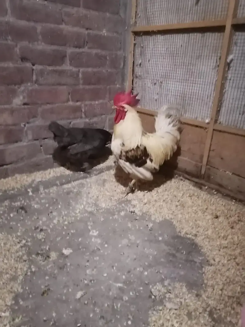 Desi and Aseel Hens 03224376274