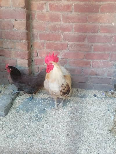 kurk Aseel Hen and Desi pair 03224376274