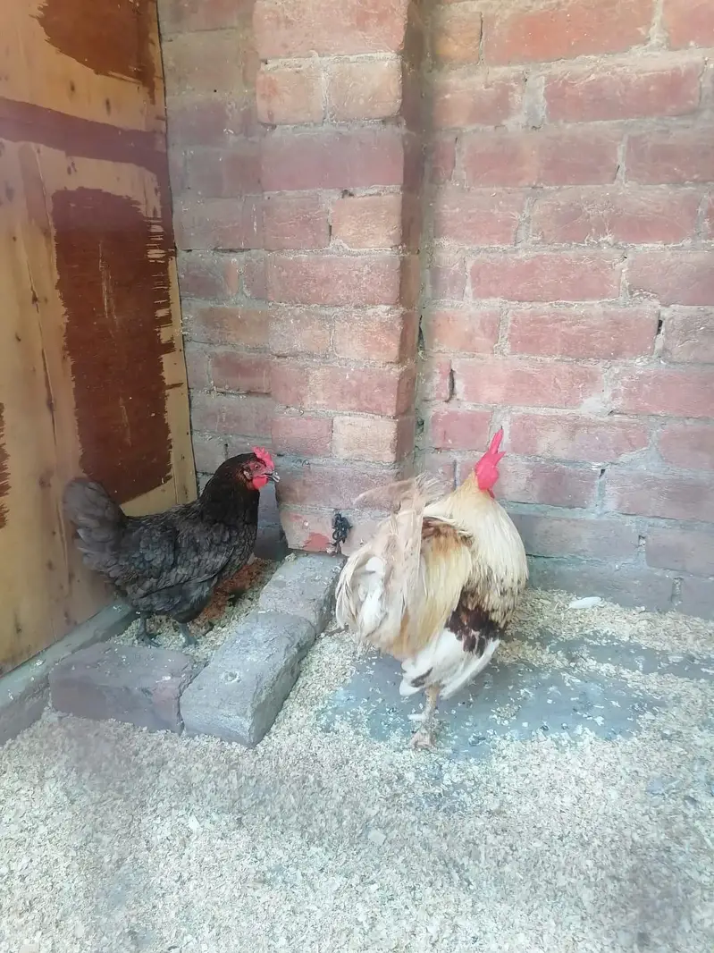 Desi and Aseel Hens 03224376274 — photo 3