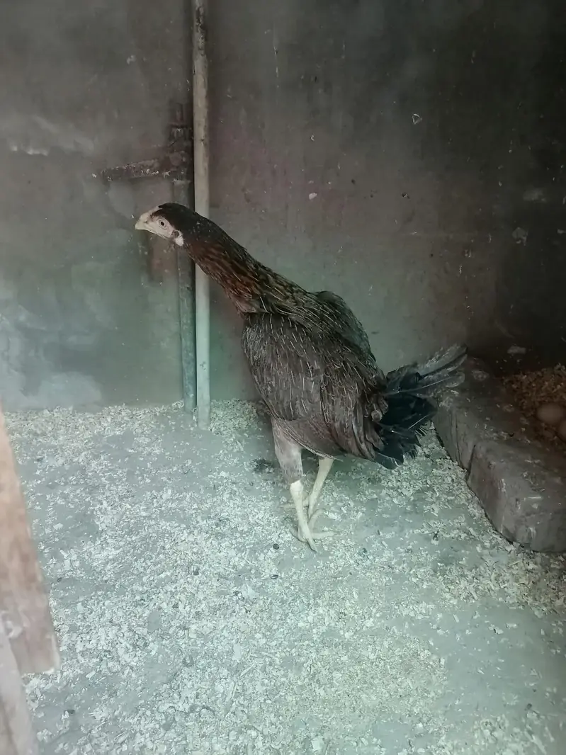 Desi and Aseel Hens 03224376274 — photo 5