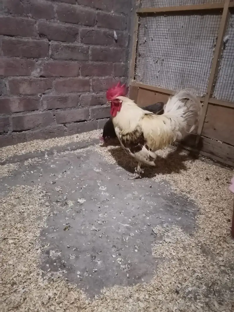 Desi and Aseel Hens 03224376274 — photo 6