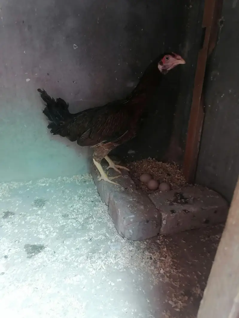 Desi and Aseel Hens 03224376274 — photo 7