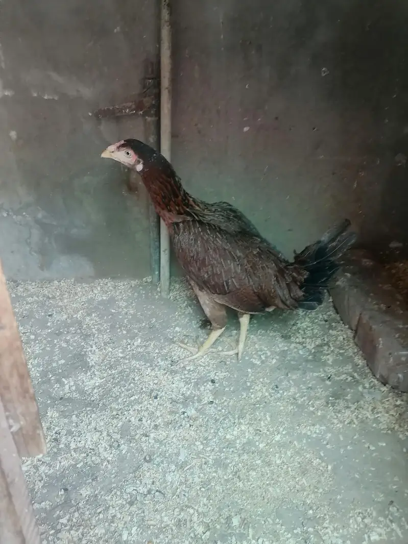 Desi and Aseel Hens 03224376274 — photo 8