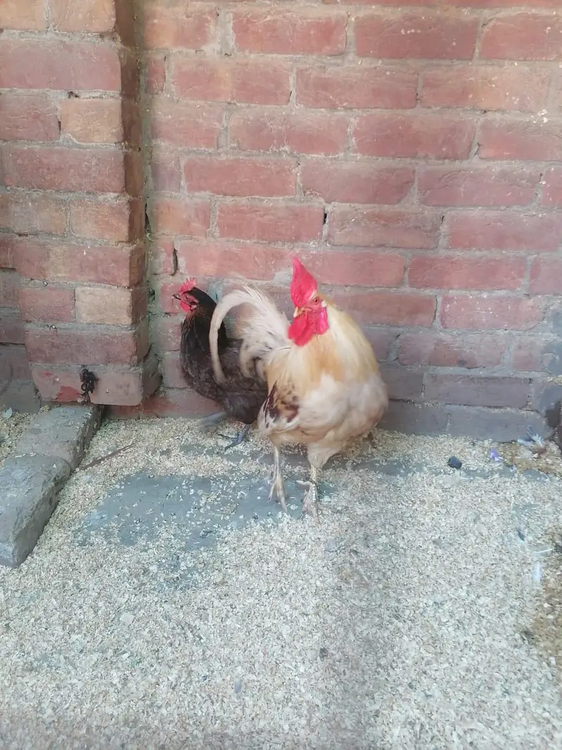 Desi and Aseel Hens 03224376274 — photo 10