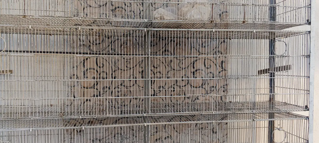 10 portions cage for sale — photo 3