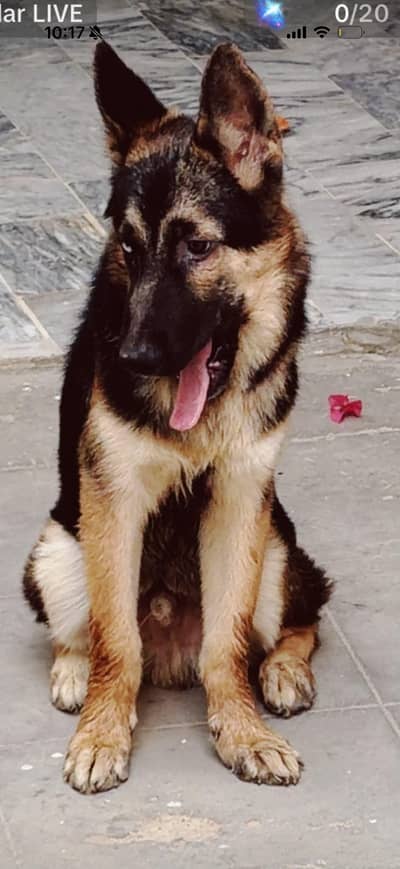German Shepherd