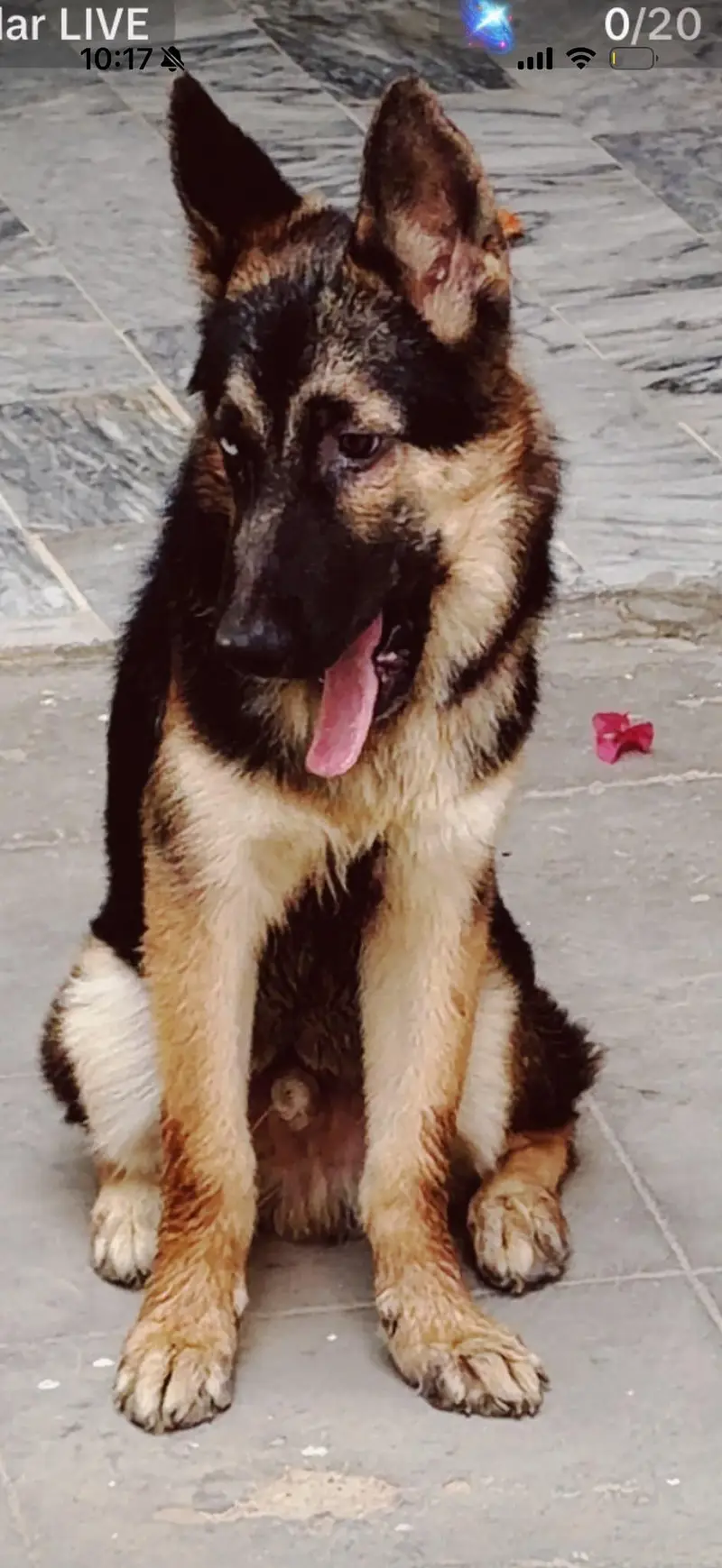 German Shepherd