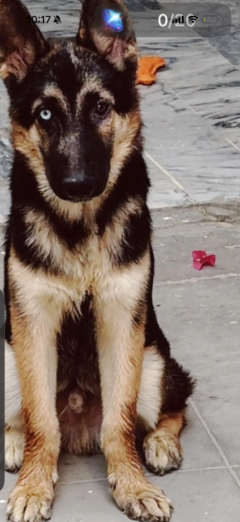 German Shepherd — photo 2