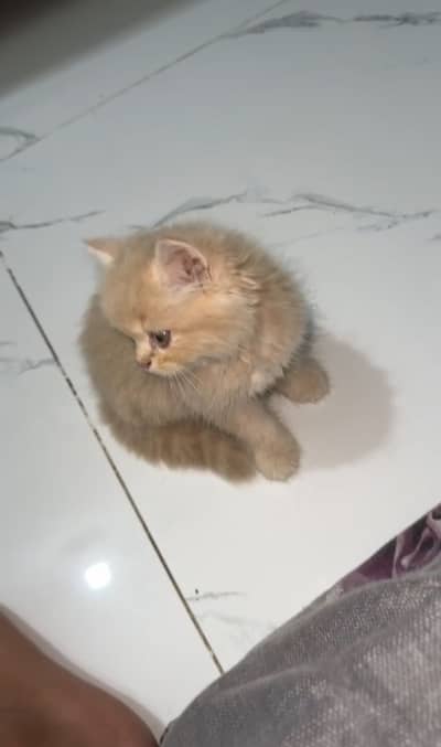 Persian Triple Coated