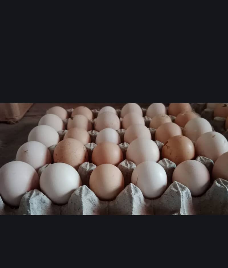 eggs  pokoya 0