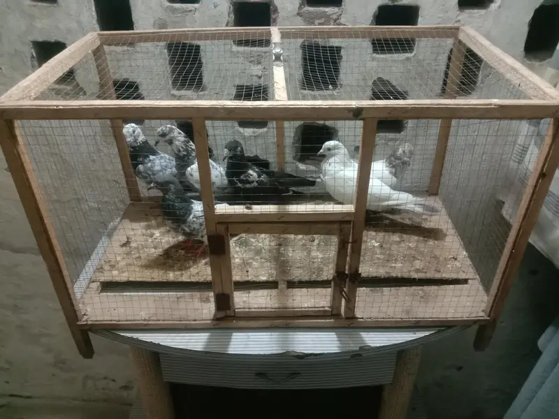 6 pigeon up for sale