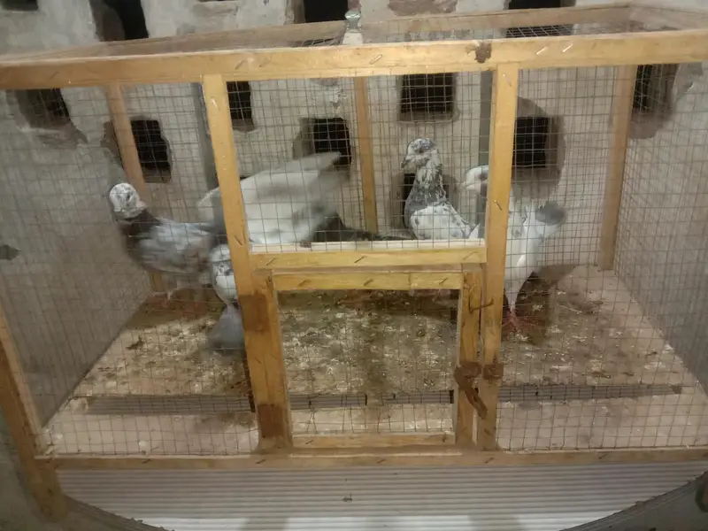 6 pigeon up for sale — photo 2