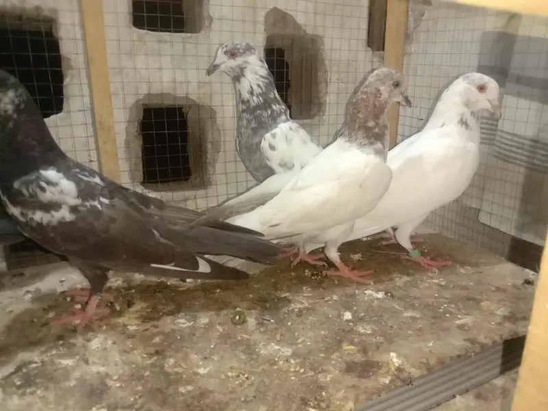 6 pigeon up for sale — photo 3