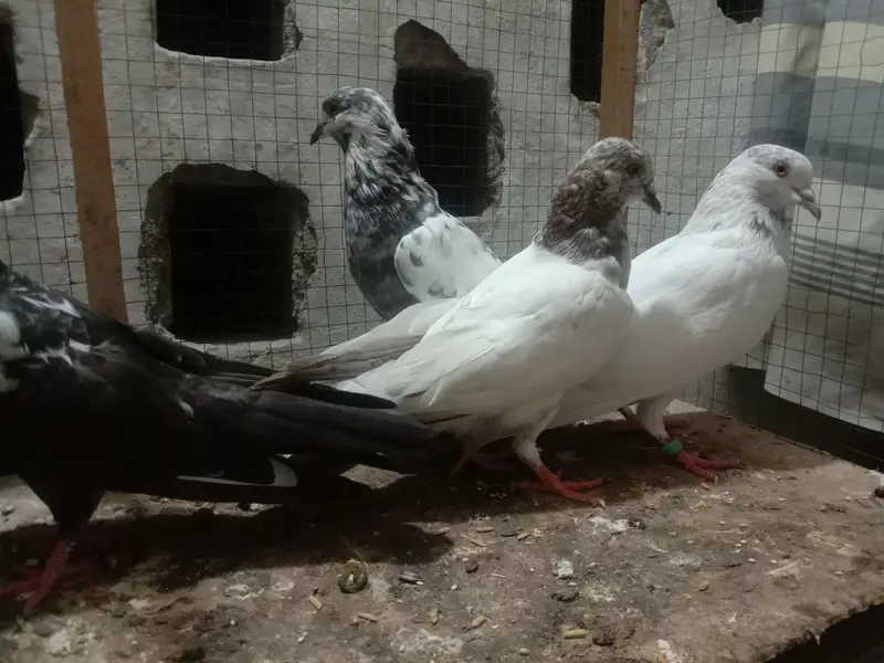 6 pigeon up for sale — photo 4
