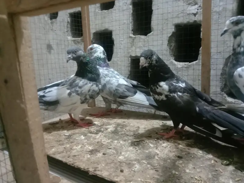 6 pigeon up for sale — photo 5