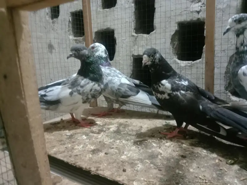 6 pigeon up for sale — photo 6